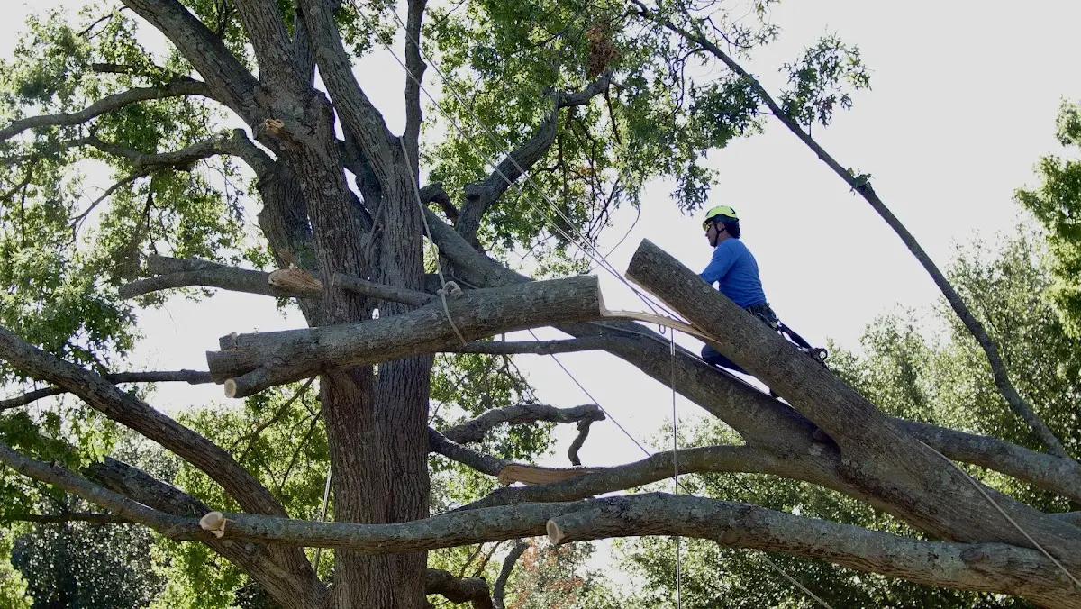 Professional Hazardous Tree Removal performed by certified arborists in Ward