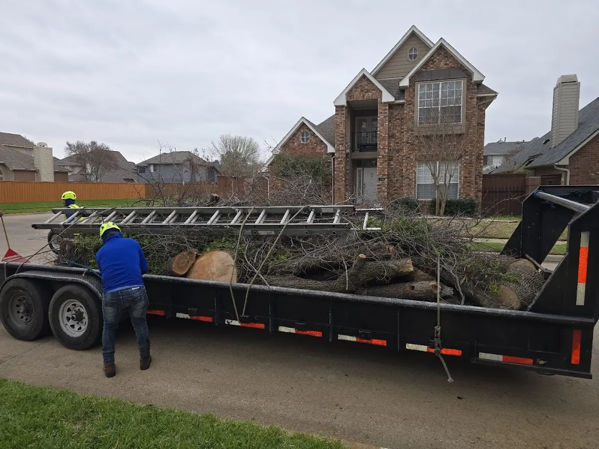 Expert Tree Pest Control with proper safety equipment in Ward